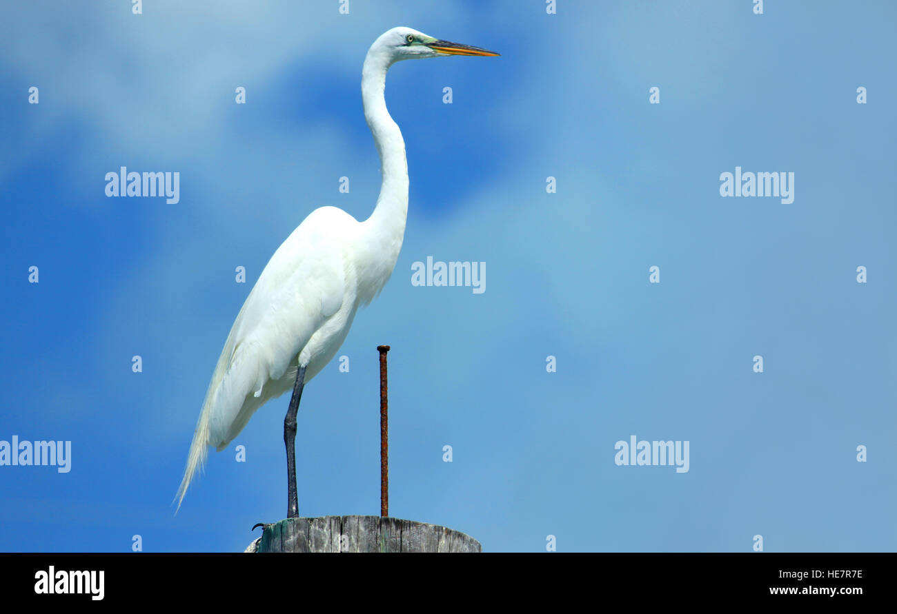 Weißstorch auf Holz Säule Stockfoto