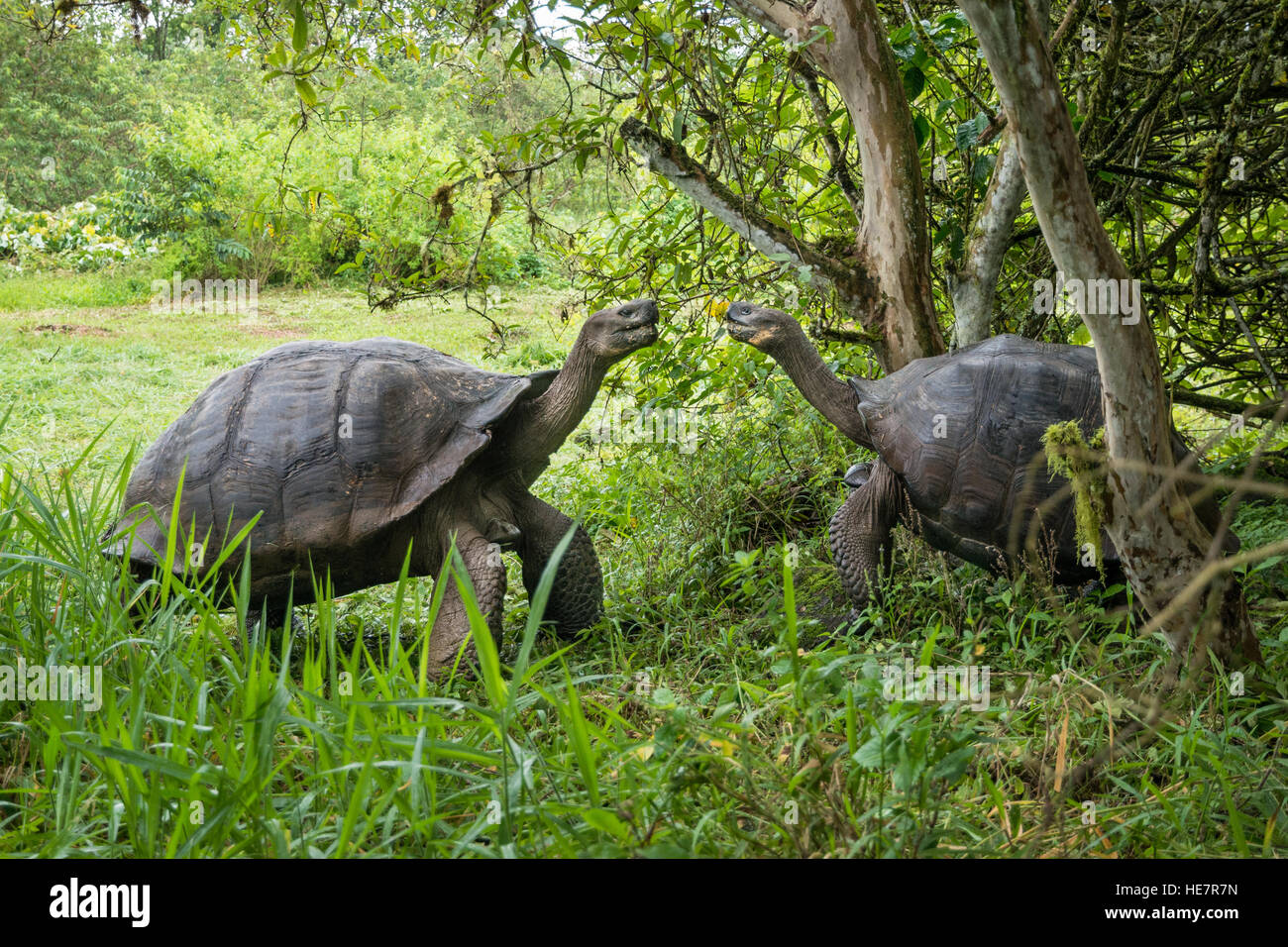 Zwei Galapagos Schildkröte in einem Rechtsstreit über Territorium und Matten Rechte. Stockfoto