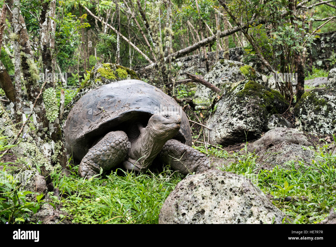 Eine große Schildkröte (Schildkröte) im feuchten Wald von den Galapagos-Inseln. Stockfoto