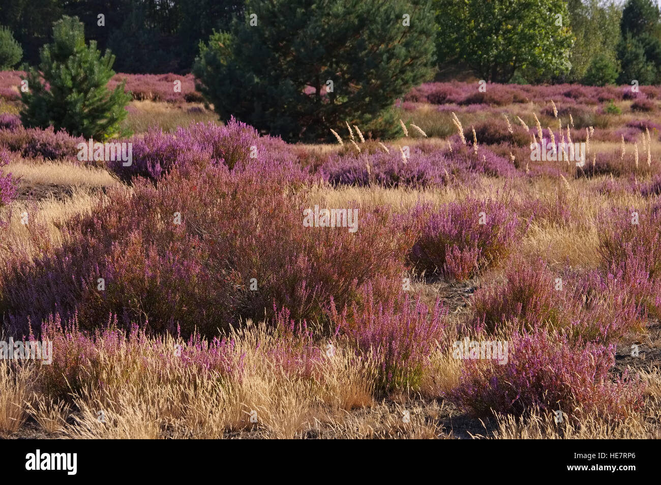 Blühende Heidelandschaft Im Spätsommer - Heidelandschaft mit Blüte Heather, Calluna Vulgaris Stockfoto