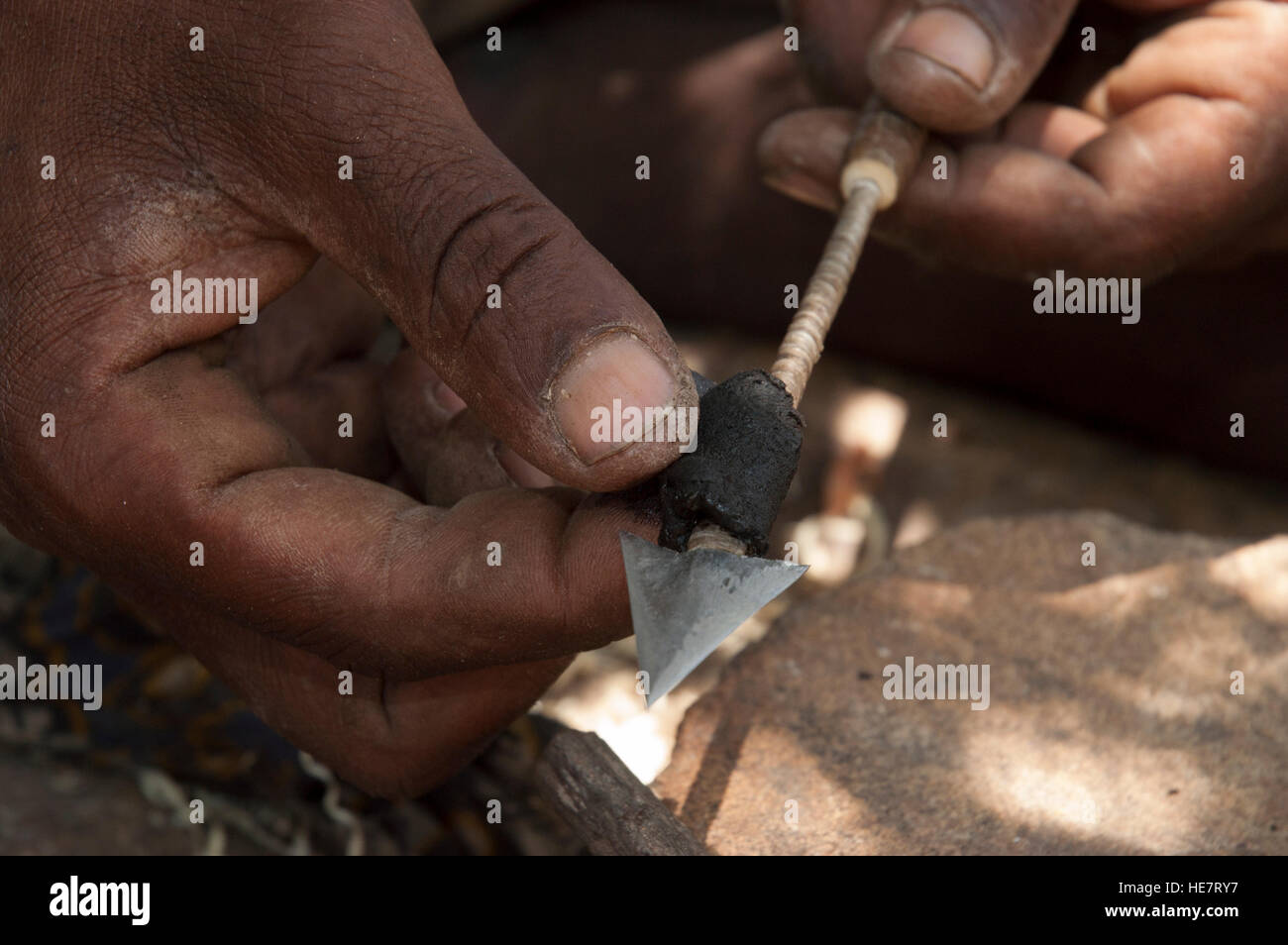 Hadza oder Hadzabe Stammesangehörige legt Poison auf der Spitze eines Pfeils, Yaeda Tal, Region Manyara, Tansania Stockfoto