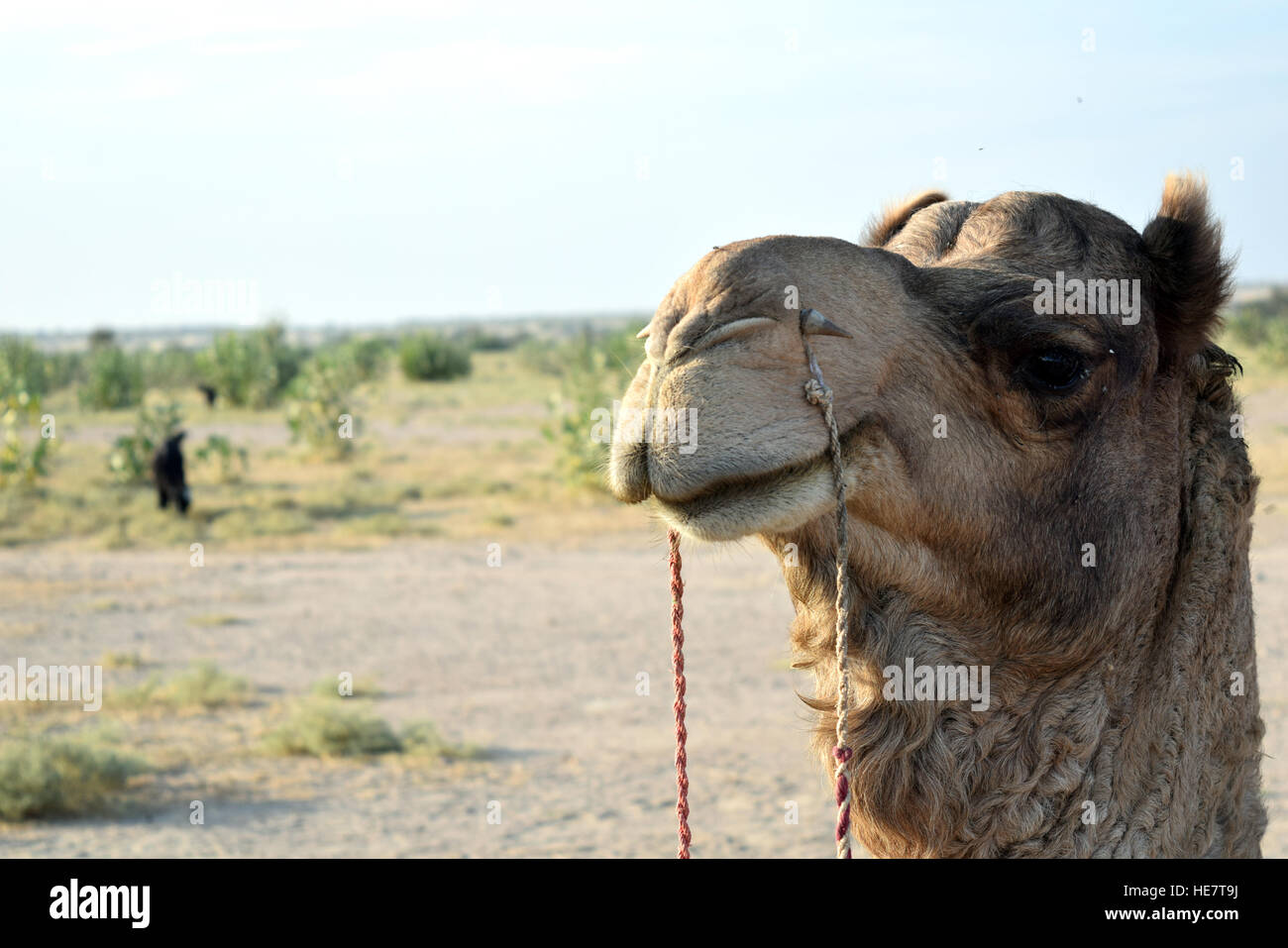 Das Kamel auf den Sam Sanddünen, Rajasthan, Indien Stockfoto