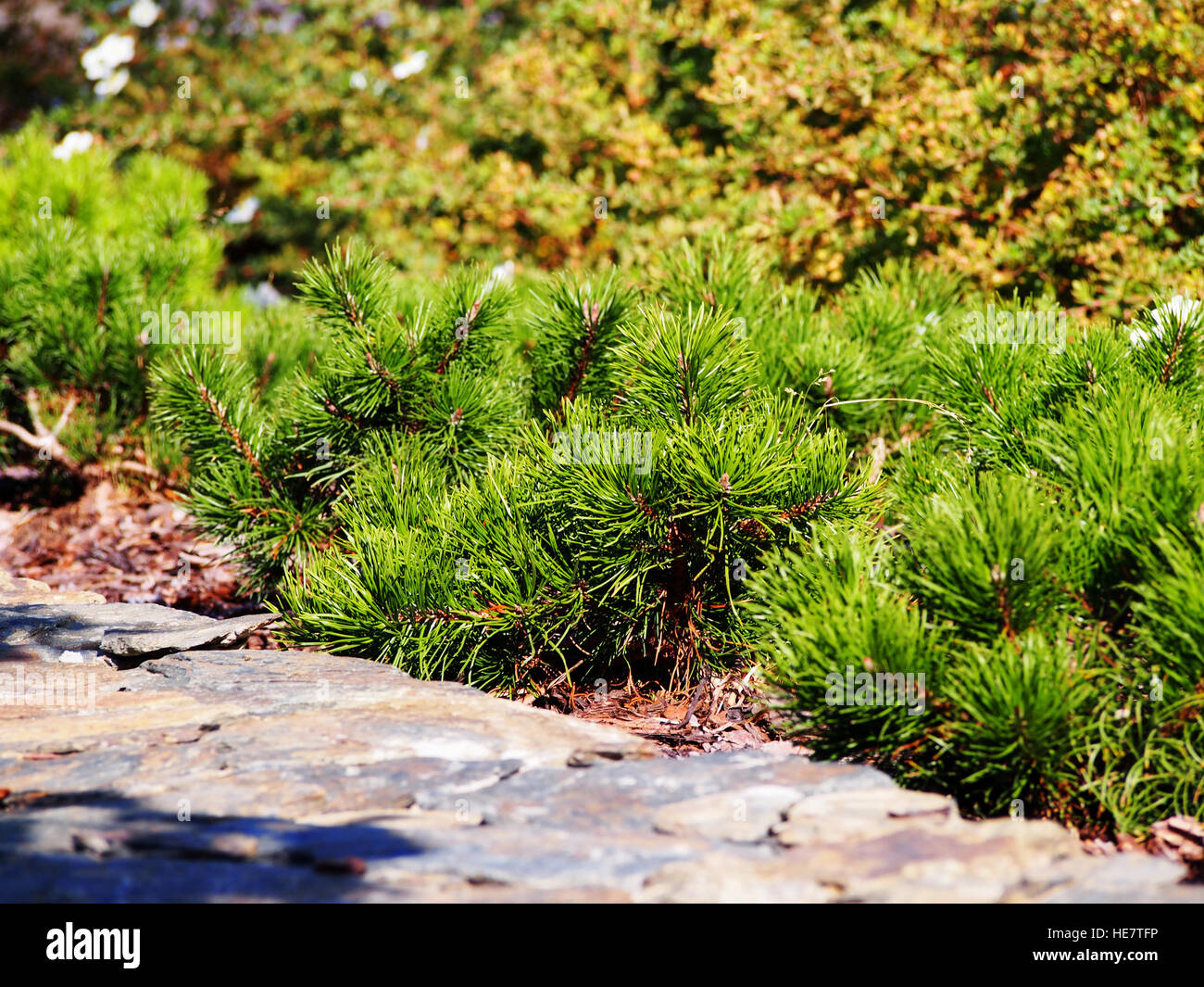 Pinus Mugo var. pumilio Stockfoto