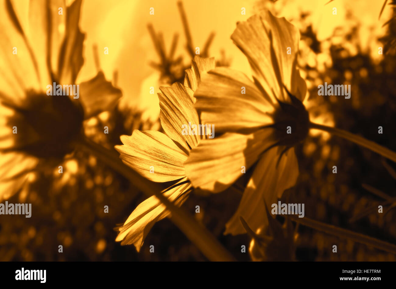 Schöne Gartenblumen in goldenen helles Licht Stockfoto