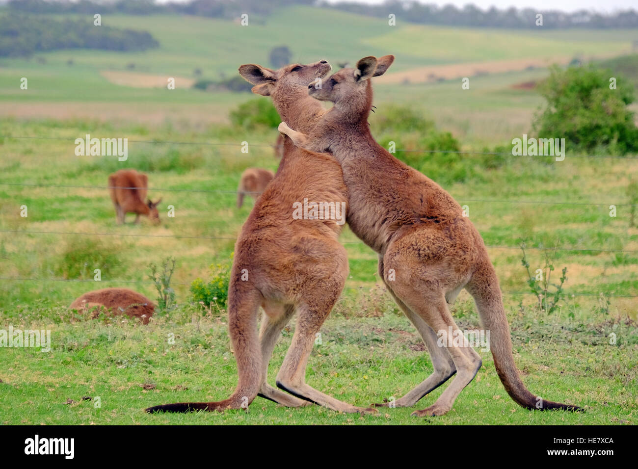 Zwei Kängurus 'Boxing' Miteinander, Victoria, Australien Stockfoto