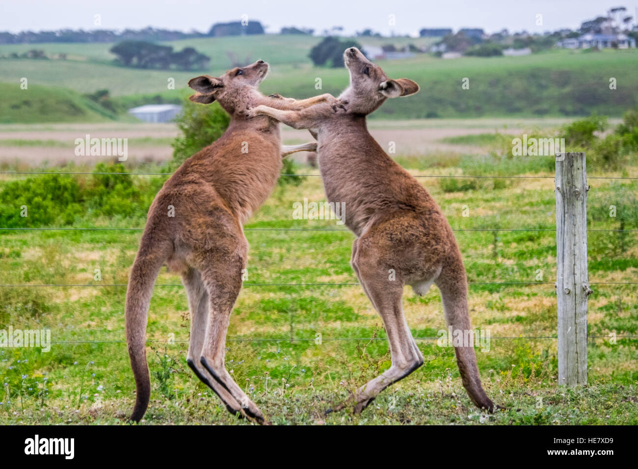 Zwei Kängurus 'Boxing' Miteinander, Victoria, Australien Stockfoto