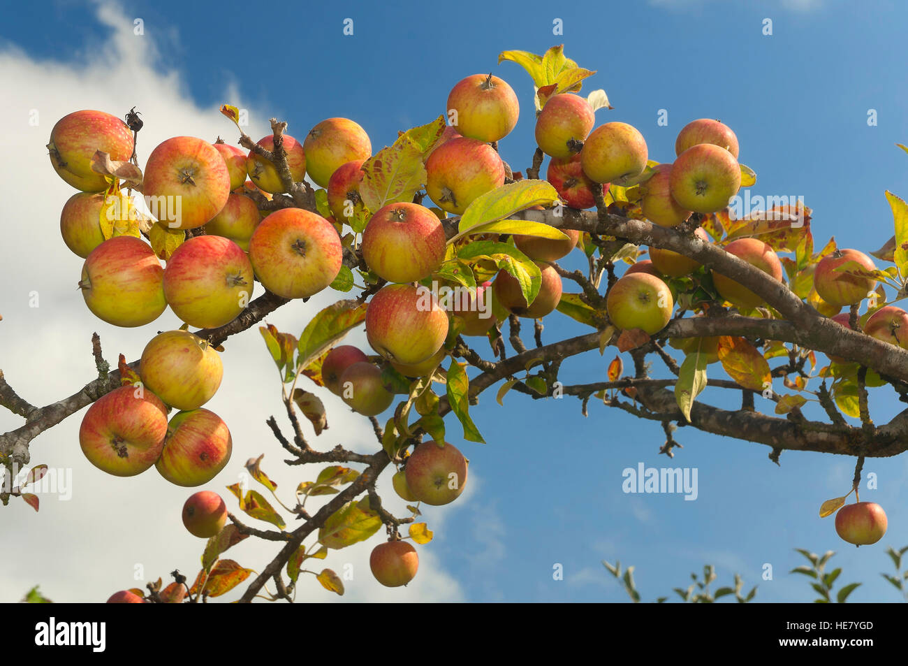 Apfelbaum mit Früchten, nüchtern, Lugo Provinz, Region Galicien, Spanien, Europa Stockfoto