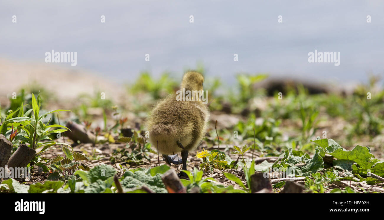 Schöne isoliert Foto Küken von der Kanadagans zu Fuß durch das Feld Stockfoto