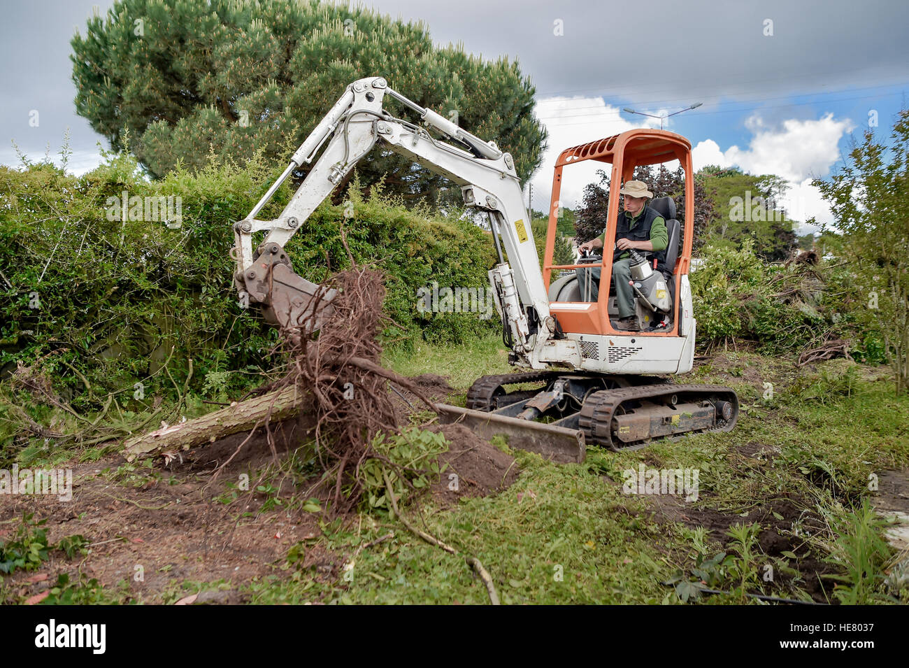 Gärtner einen Baum aus dem Garten entfernen Stockfotografie Alamy