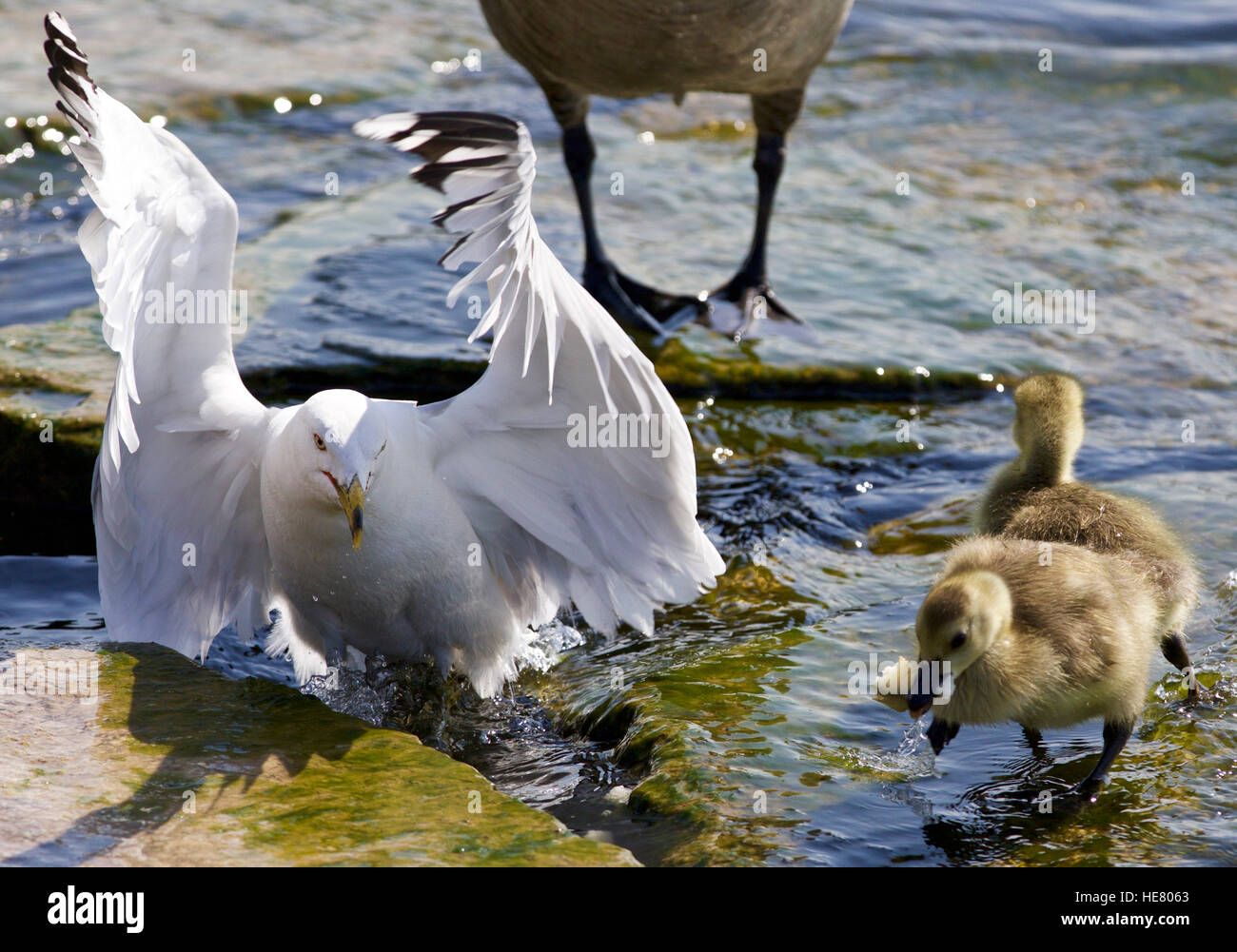 Schöne isoliert Foto Kanadagans und eine Möwe Stockfoto