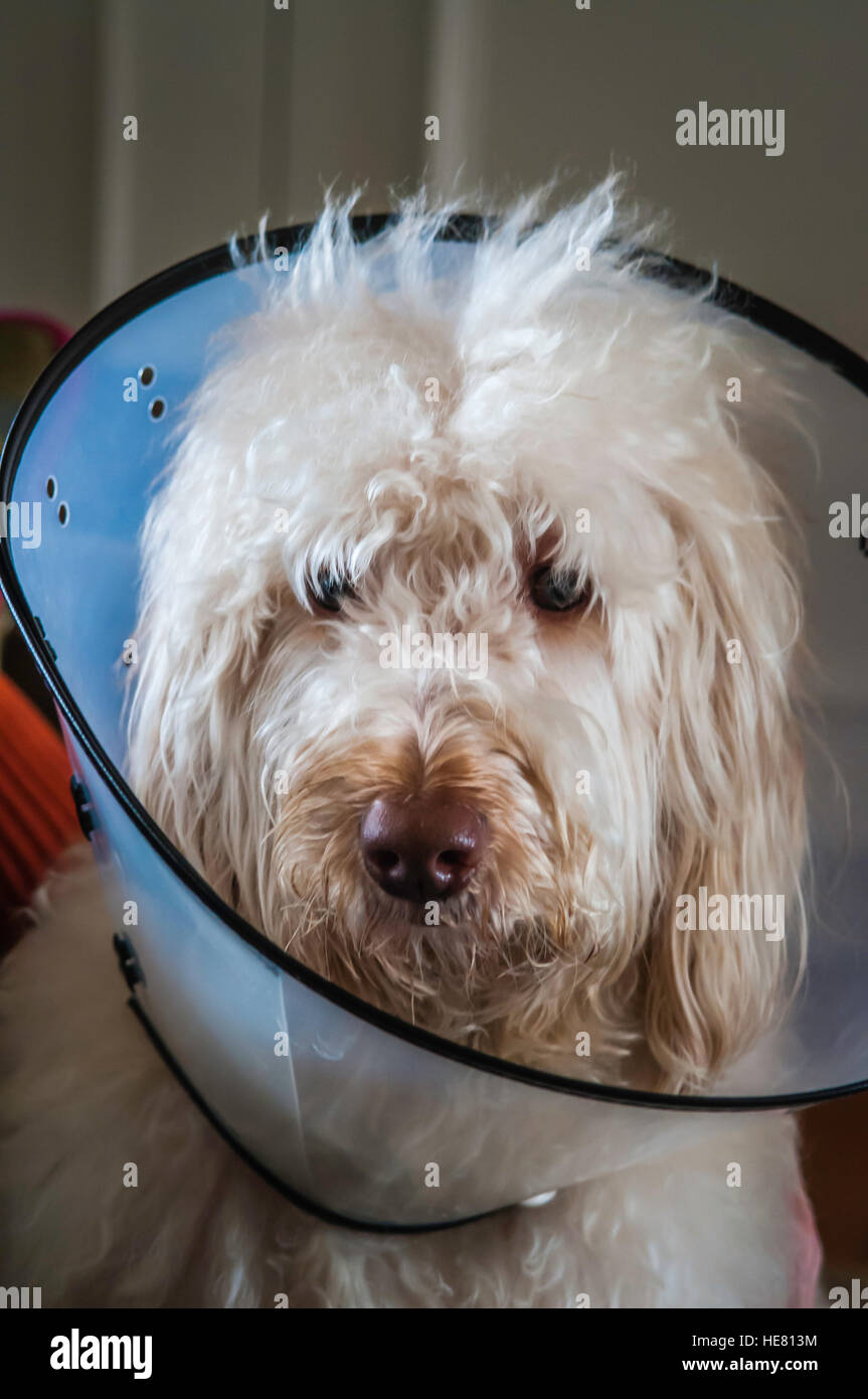 Hunde Stockfoto