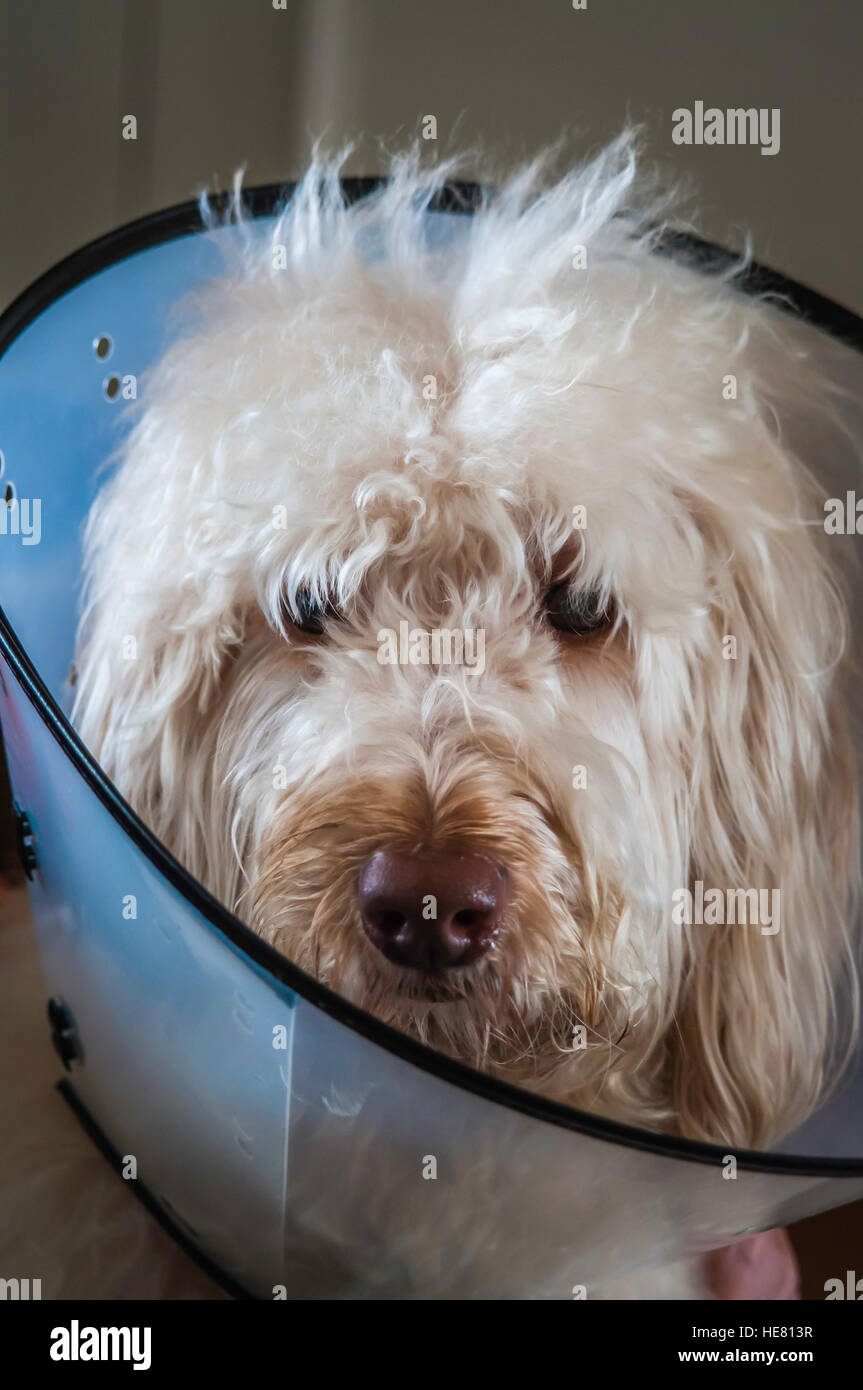Hunde Stockfoto