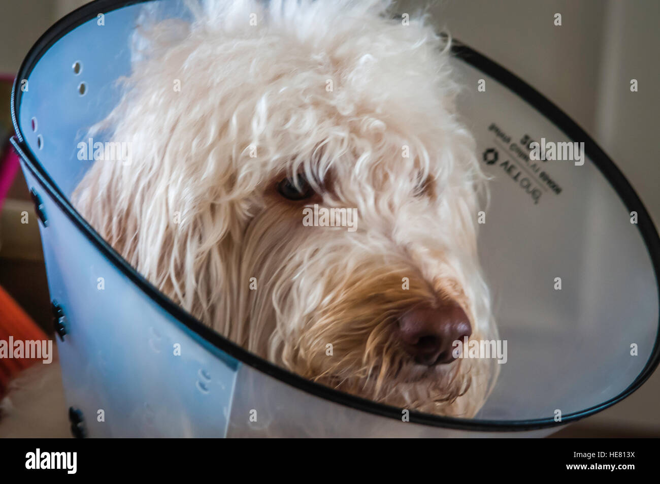 Hunde Stockfoto