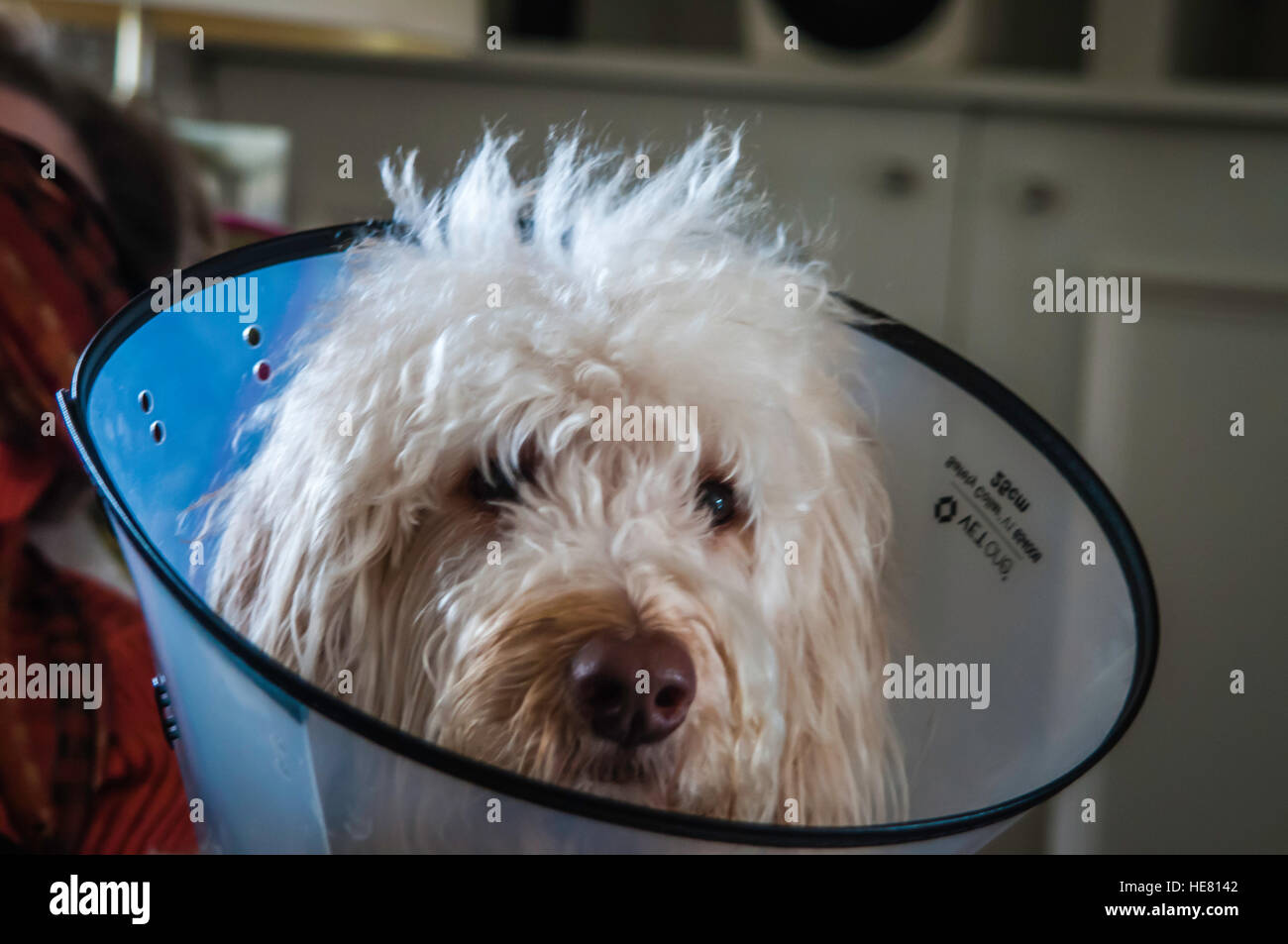 Hunde Stockfoto