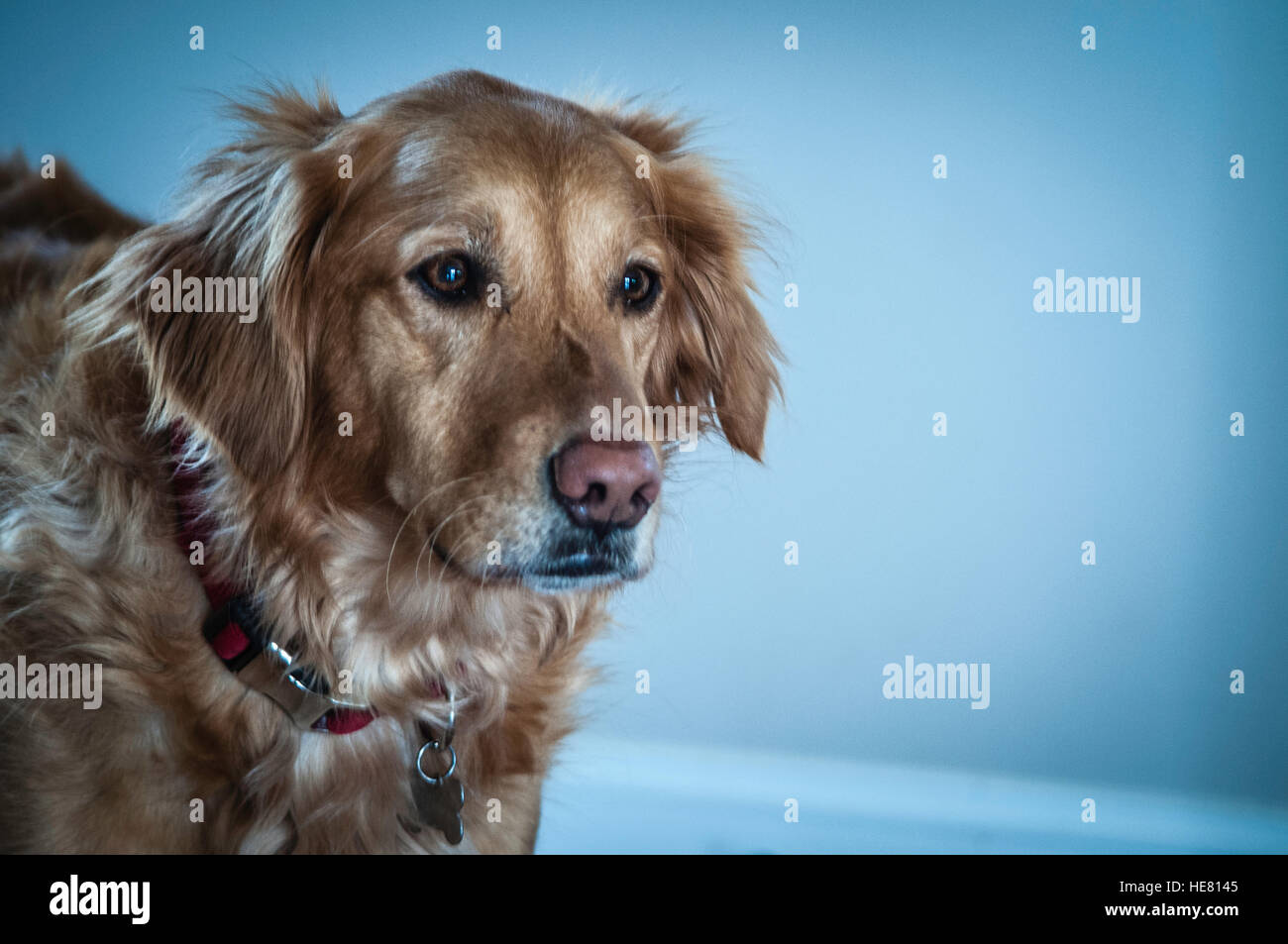 Hunde Stockfoto