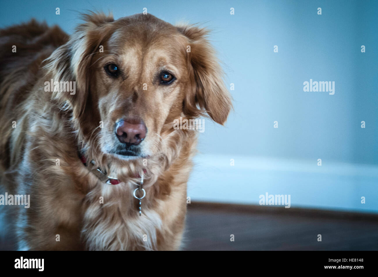 Hunde Stockfoto