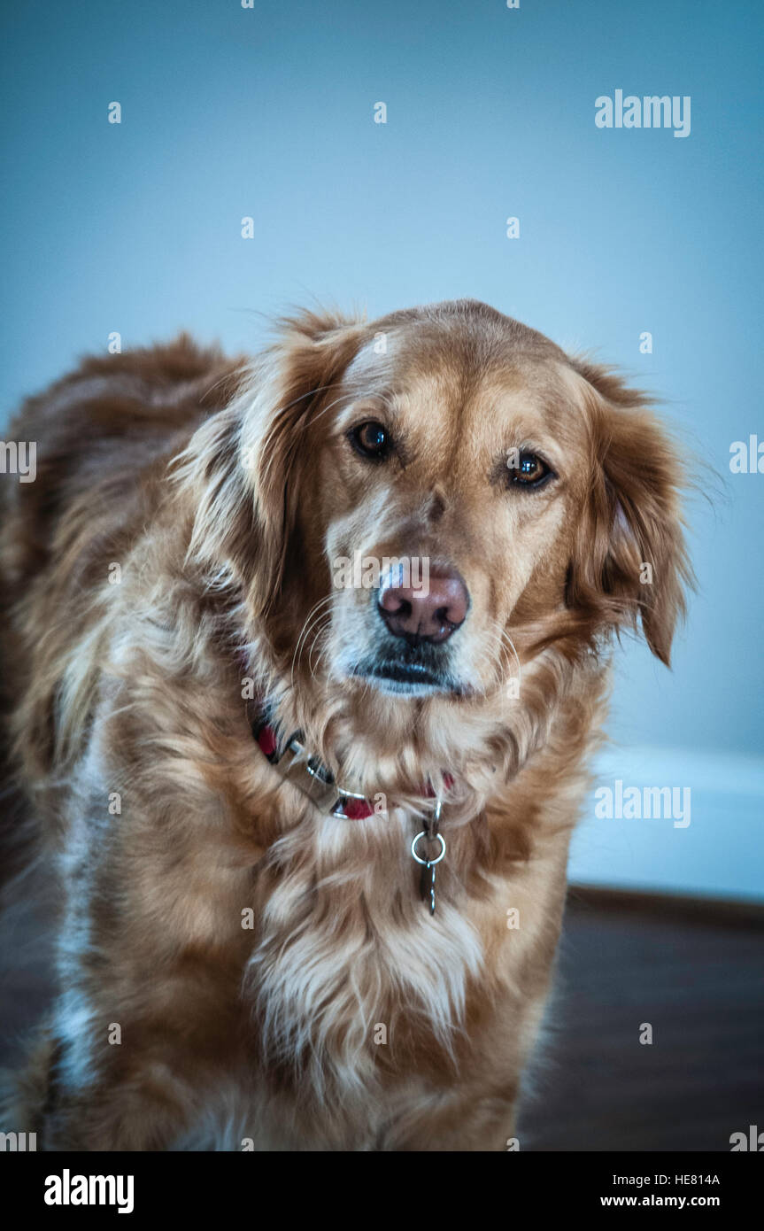 Hunde Stockfoto