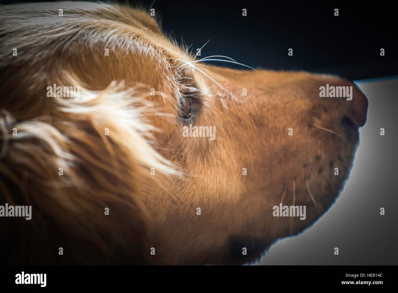 Hunde Stockfoto