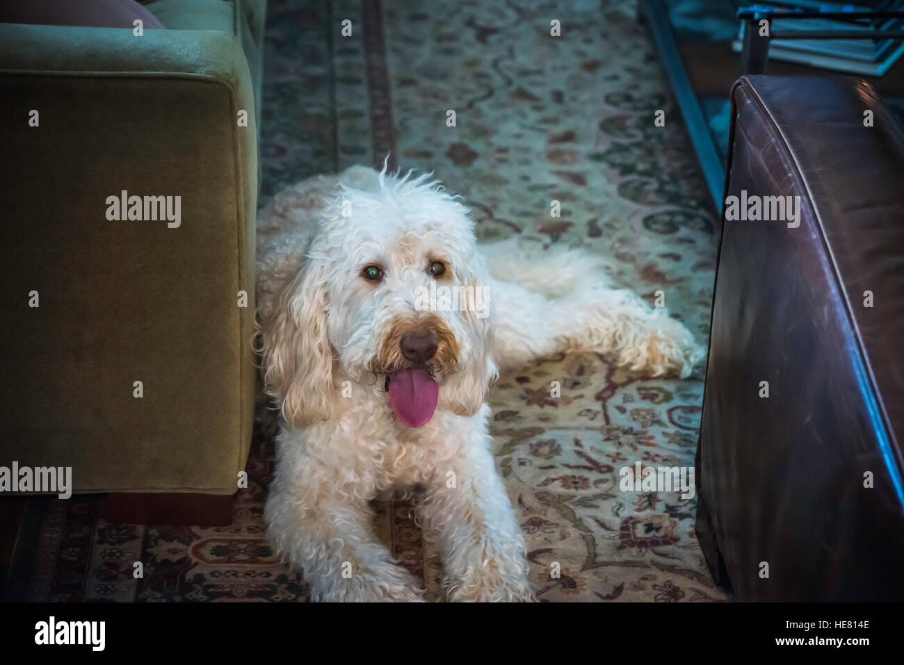 Hunde Stockfoto