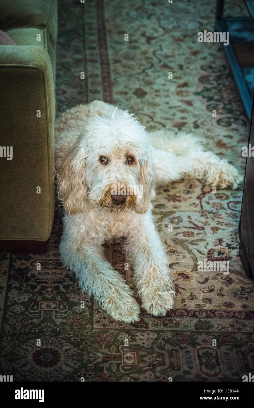Hunde Stockfoto