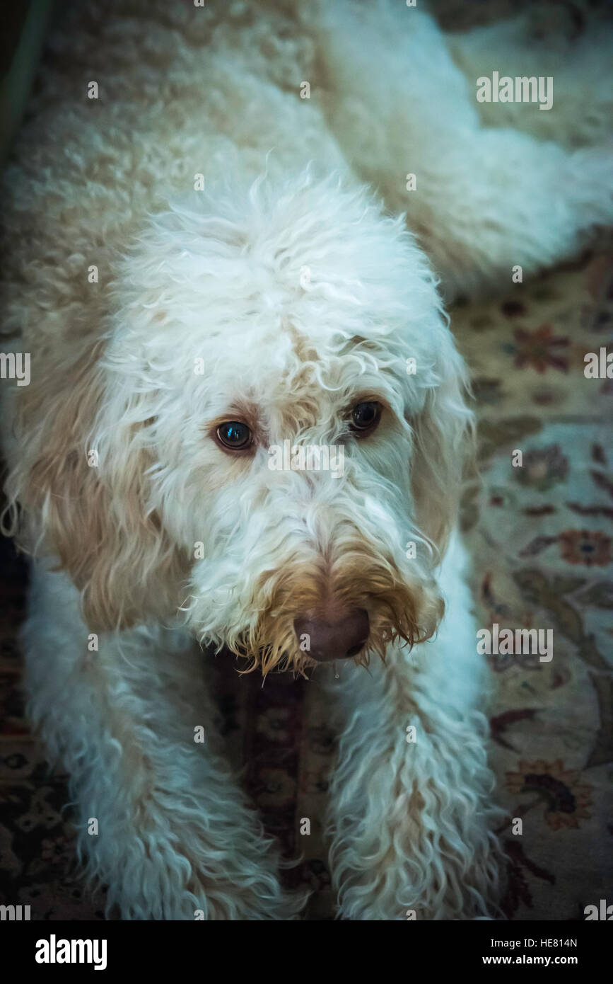 Hunde Stockfoto