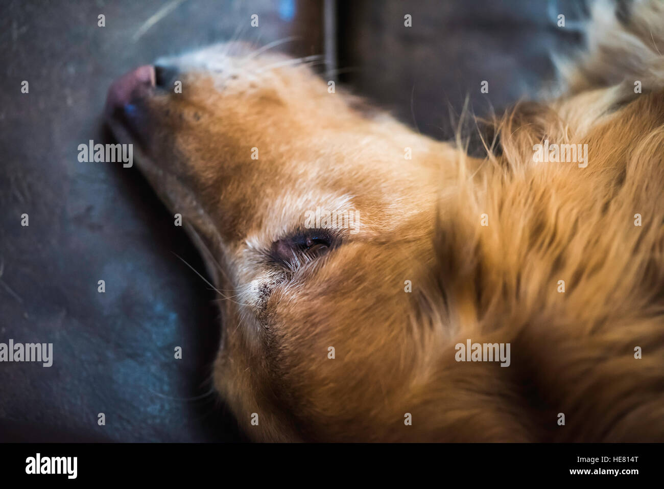 Hunde Stockfoto