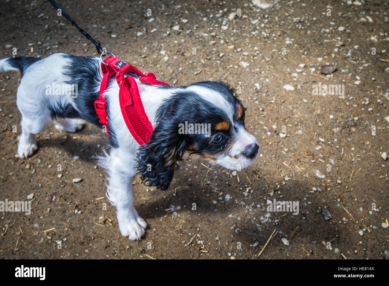 Hunde Stockfoto