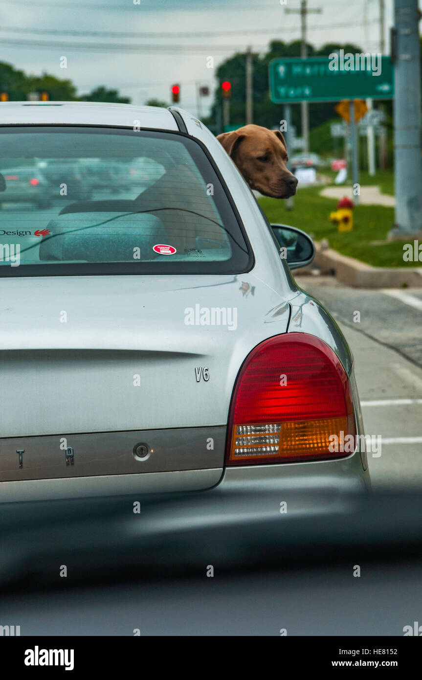 Hunde Stockfoto