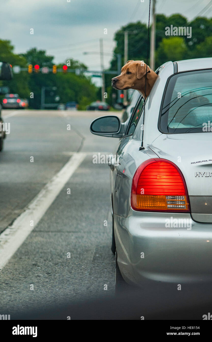 Hunde Stockfoto