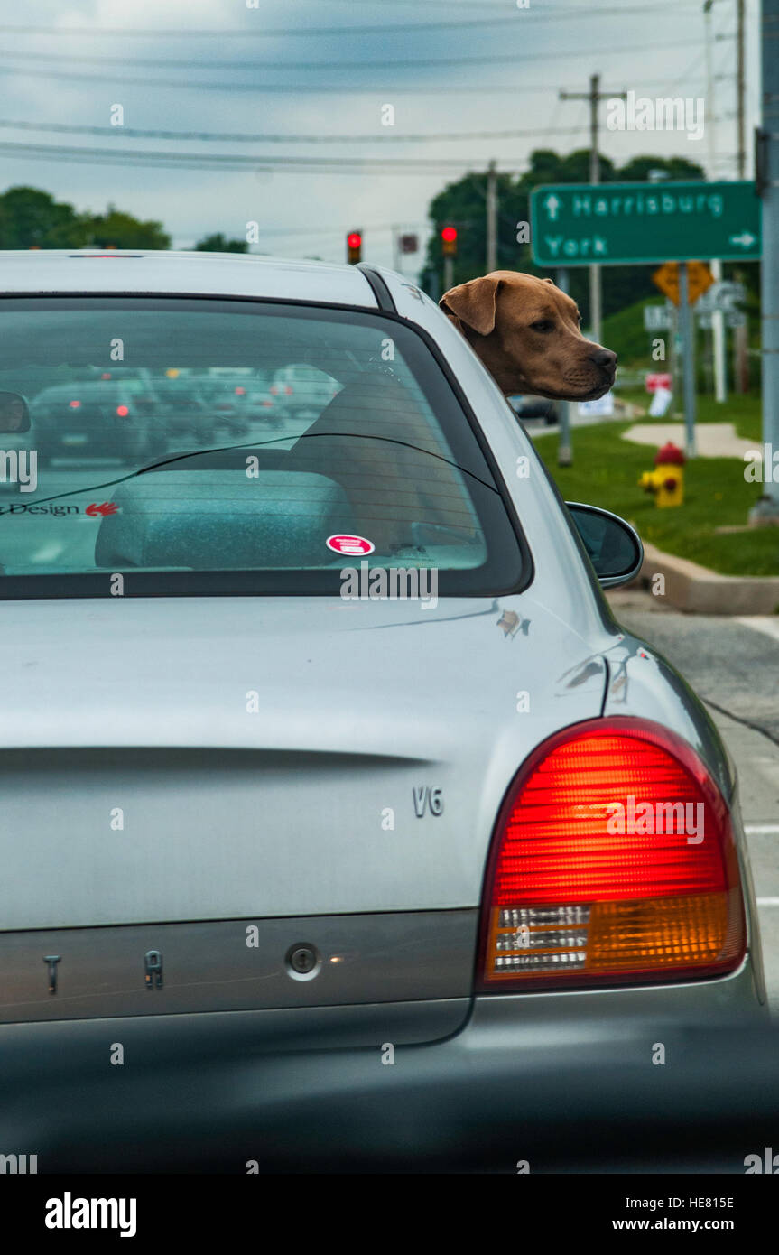 Hunde Stockfoto