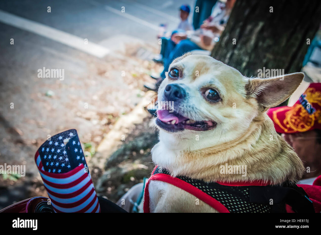 Hunde Stockfoto