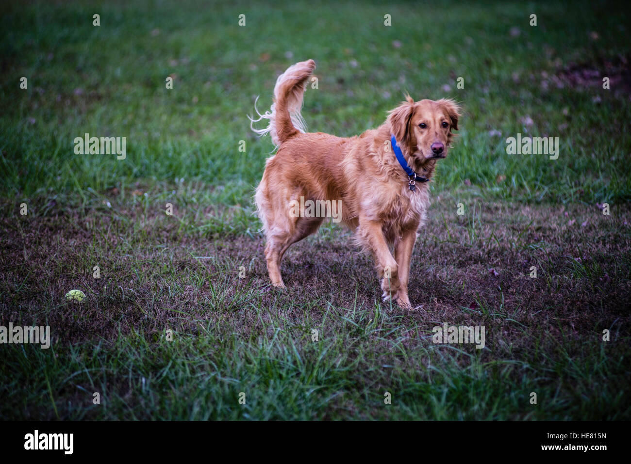 Hunde Stockfoto