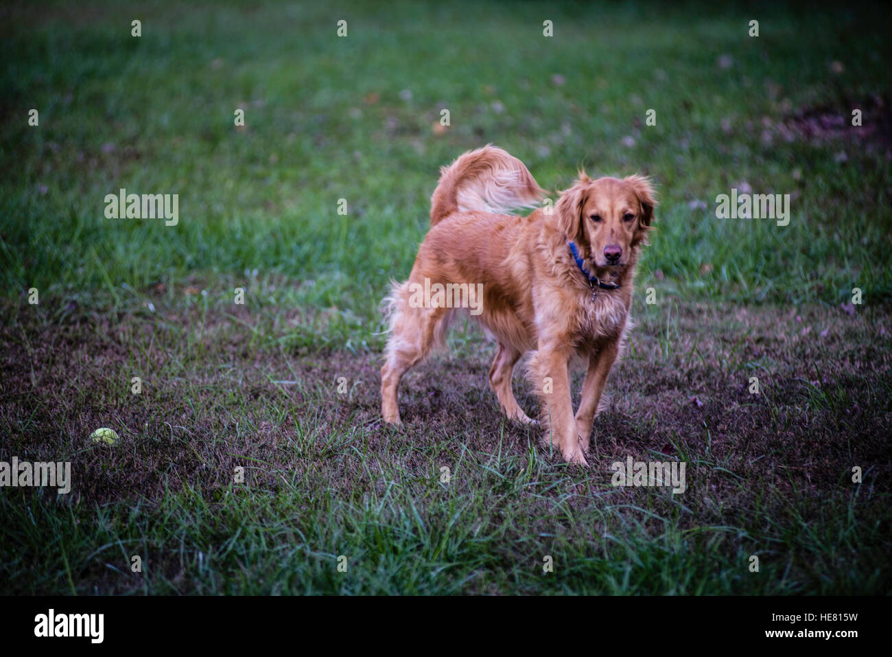 Hunde Stockfoto