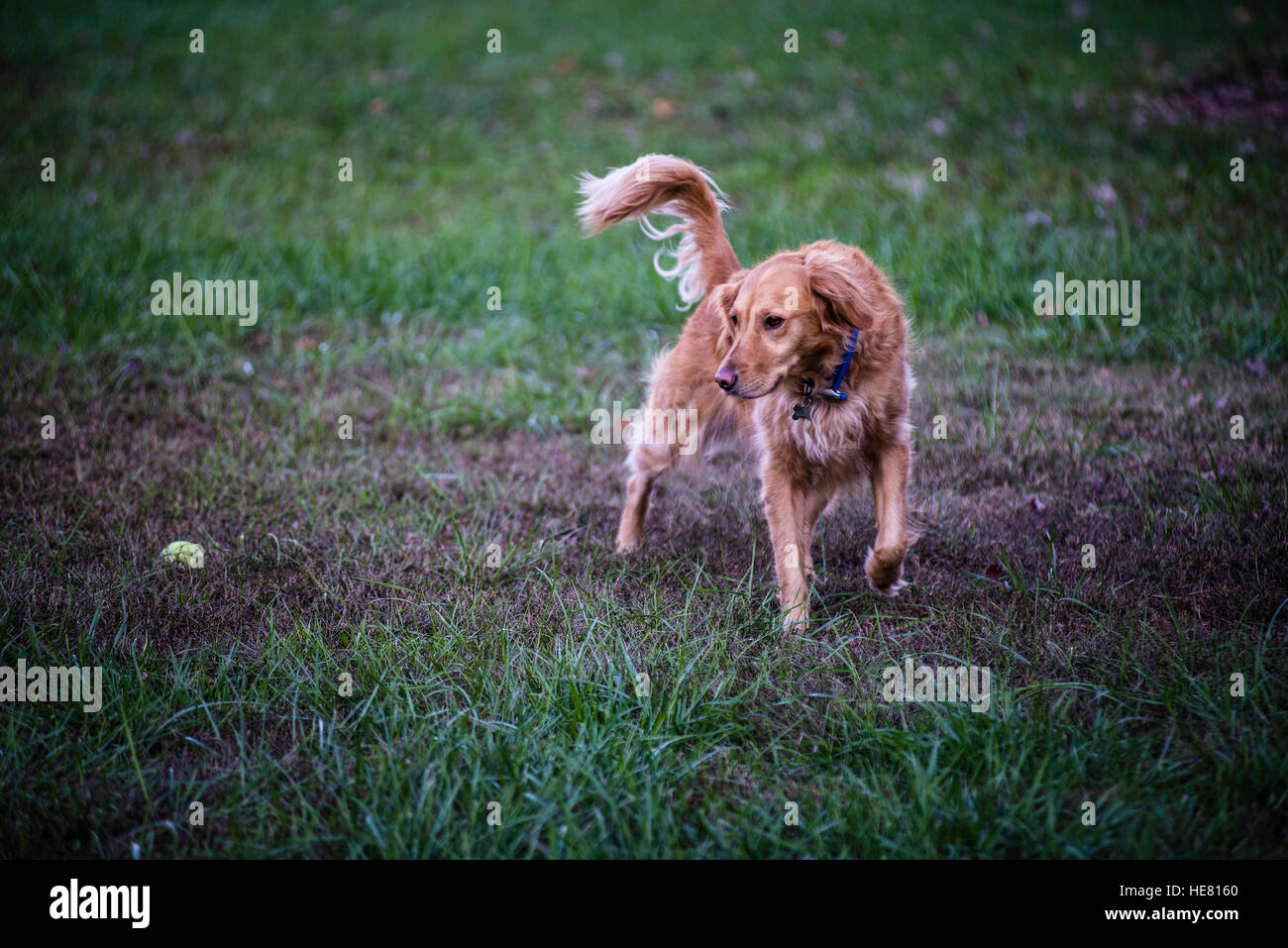 Hunde Stockfoto