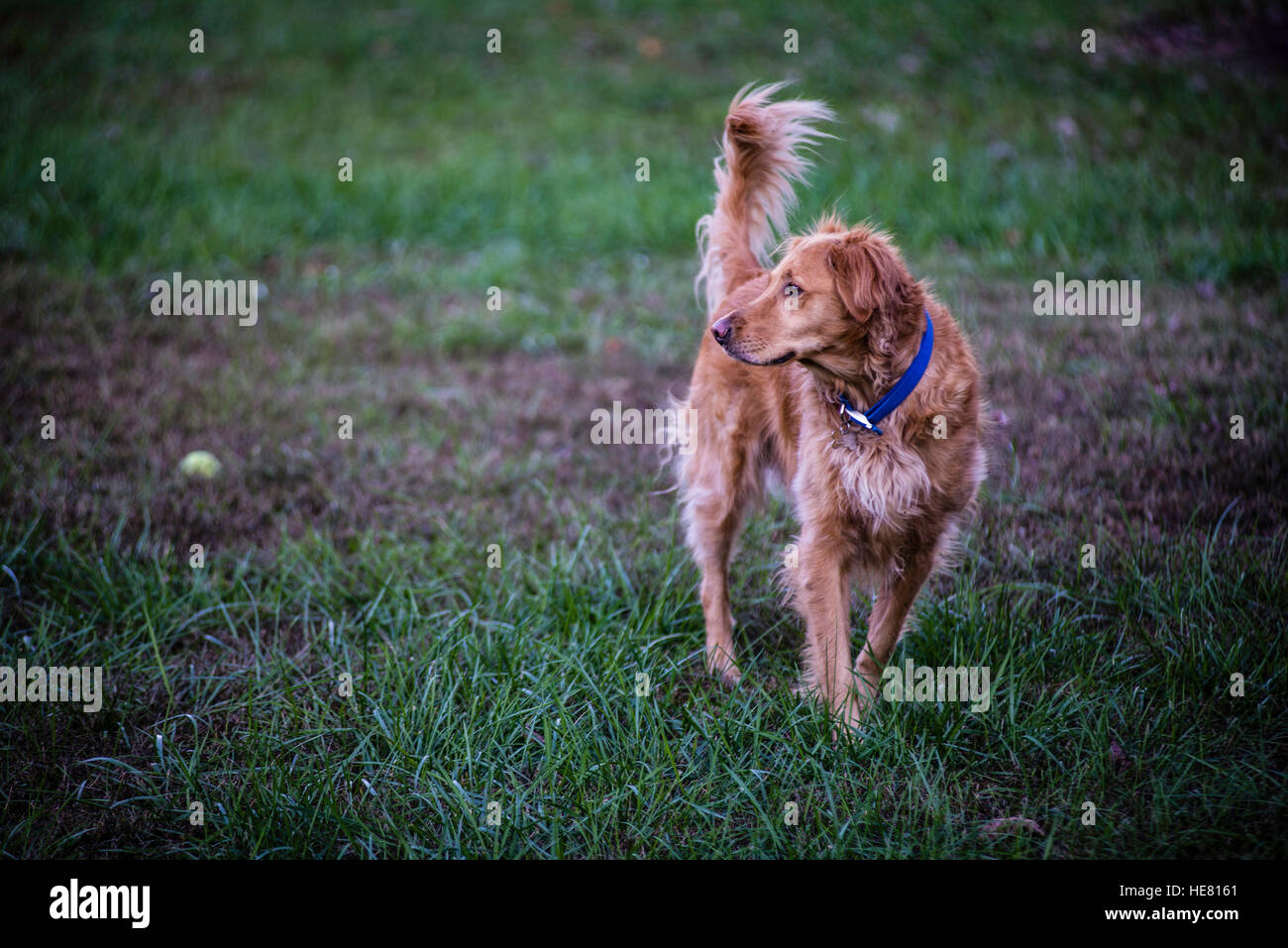 Hunde Stockfoto