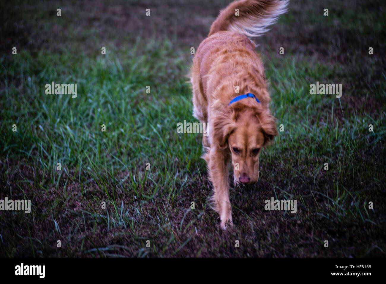 Hunde Stockfoto