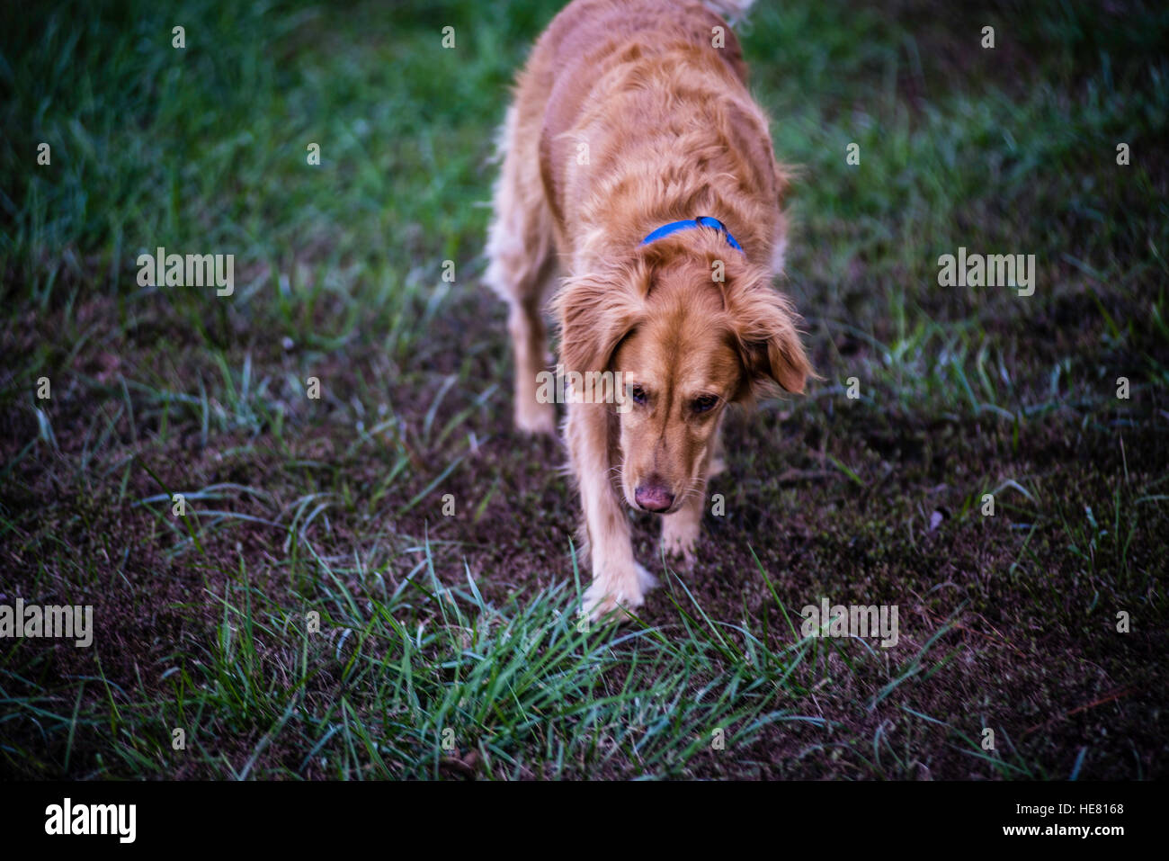 Hunde Stockfoto