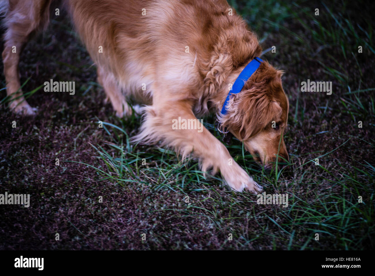 Hunde Stockfoto