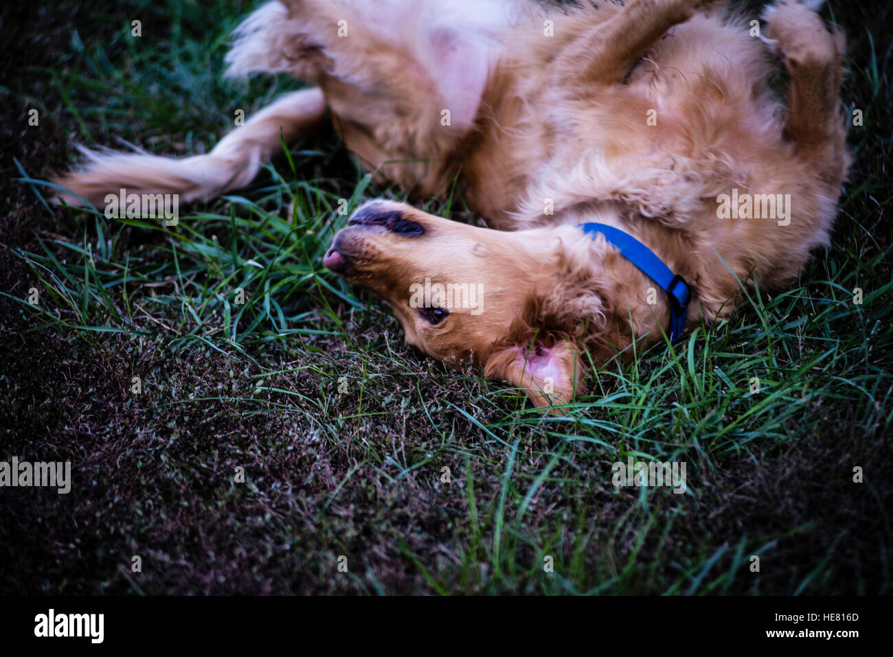 Hunde Stockfoto