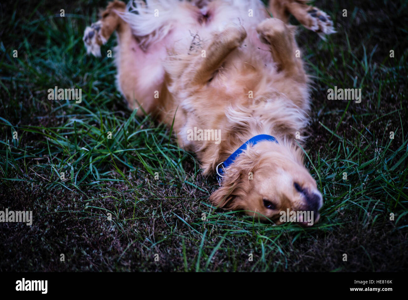 Hunde Stockfoto