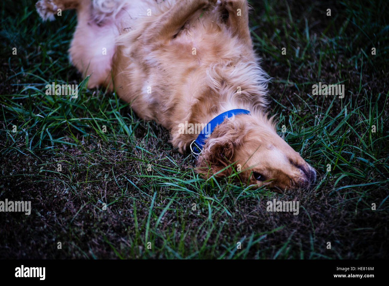 Hunde Stockfoto