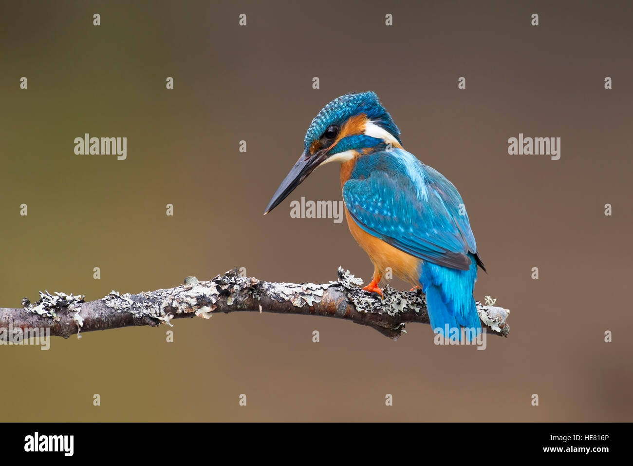 Eisvogel Alcerdo Atthis thront auf einem Ast Stockfoto