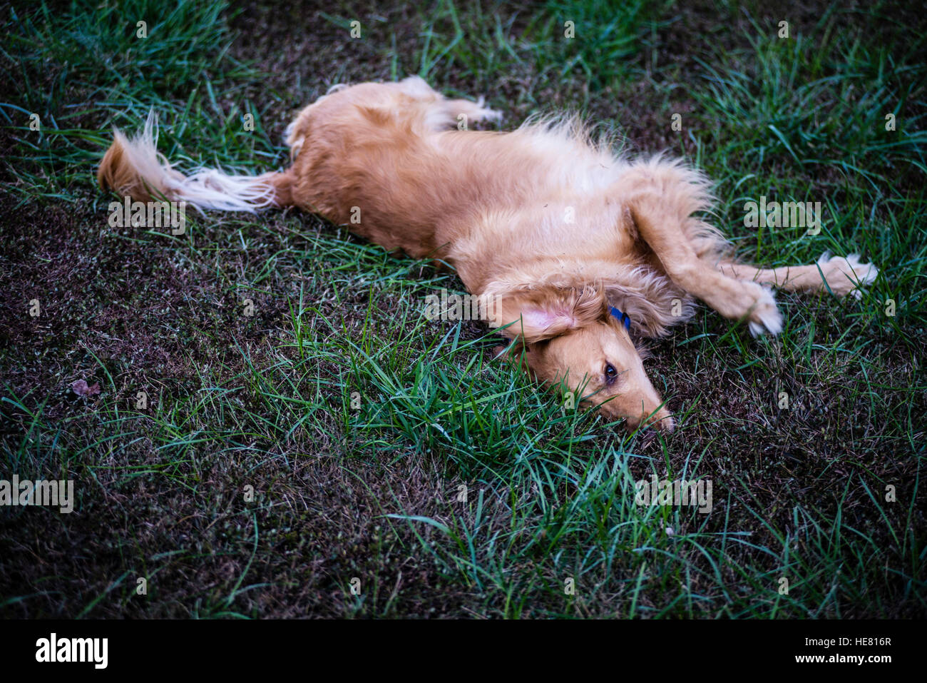 Hunde Stockfoto