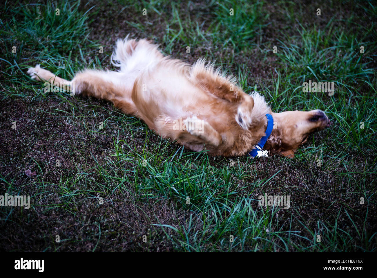 Hunde Stockfoto