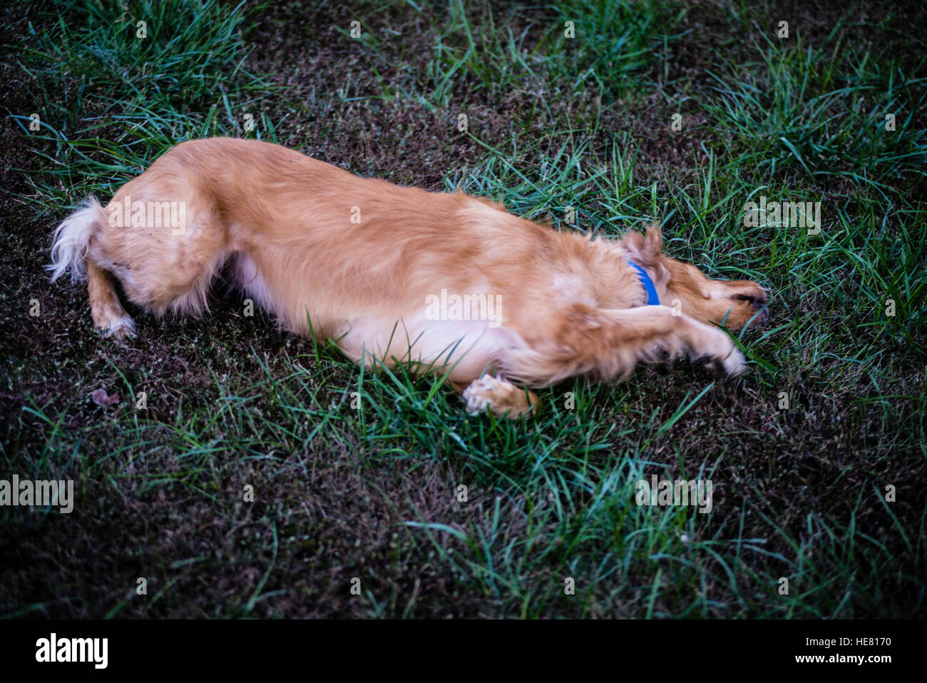 Hunde Stockfoto