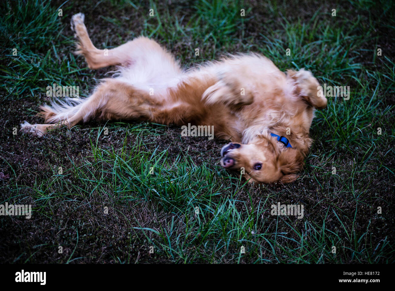 Hunde Stockfoto