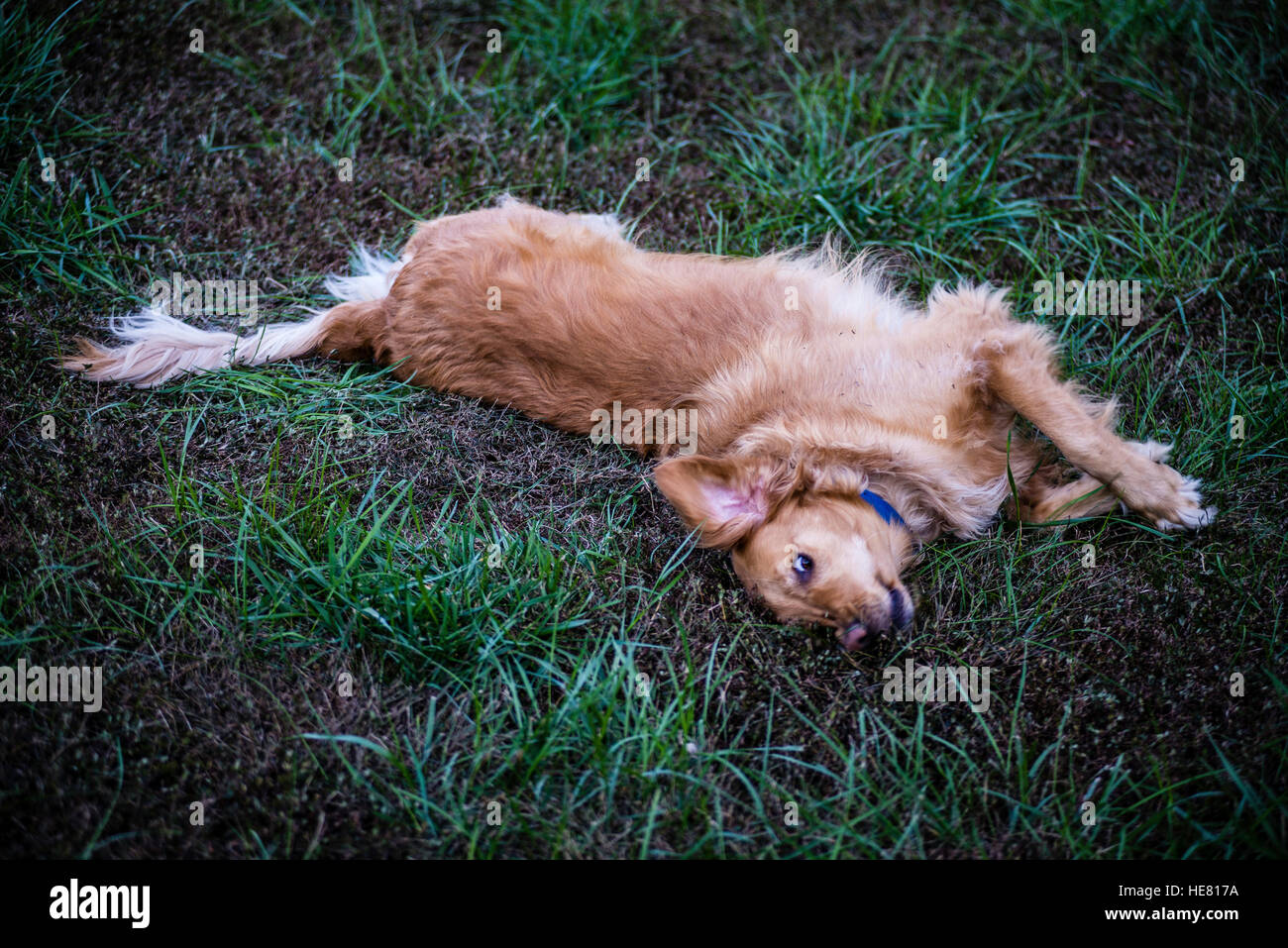 Hunde Stockfoto