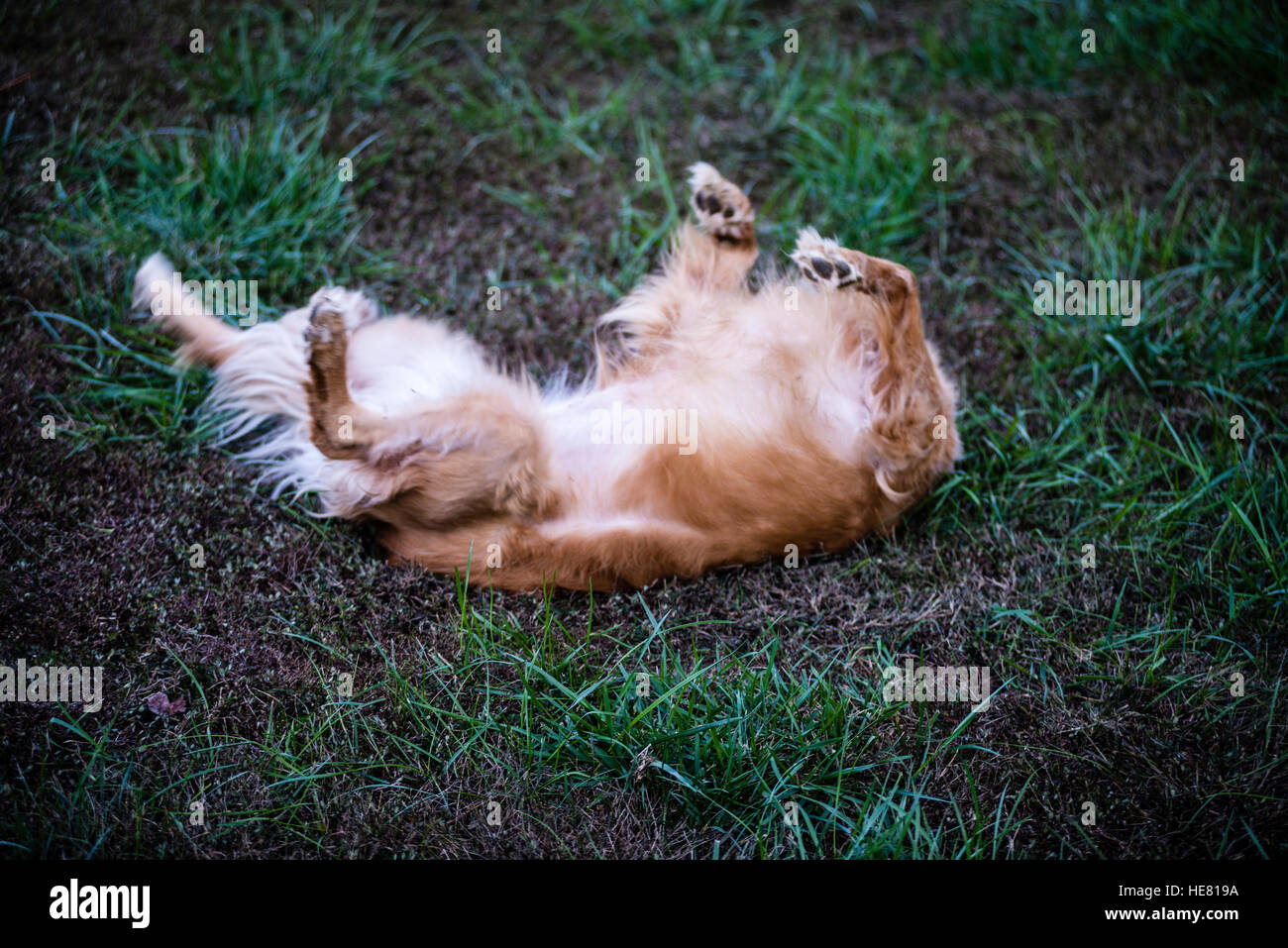 Hunde Stockfoto