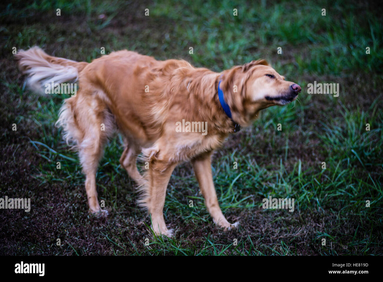Hunde Stockfoto