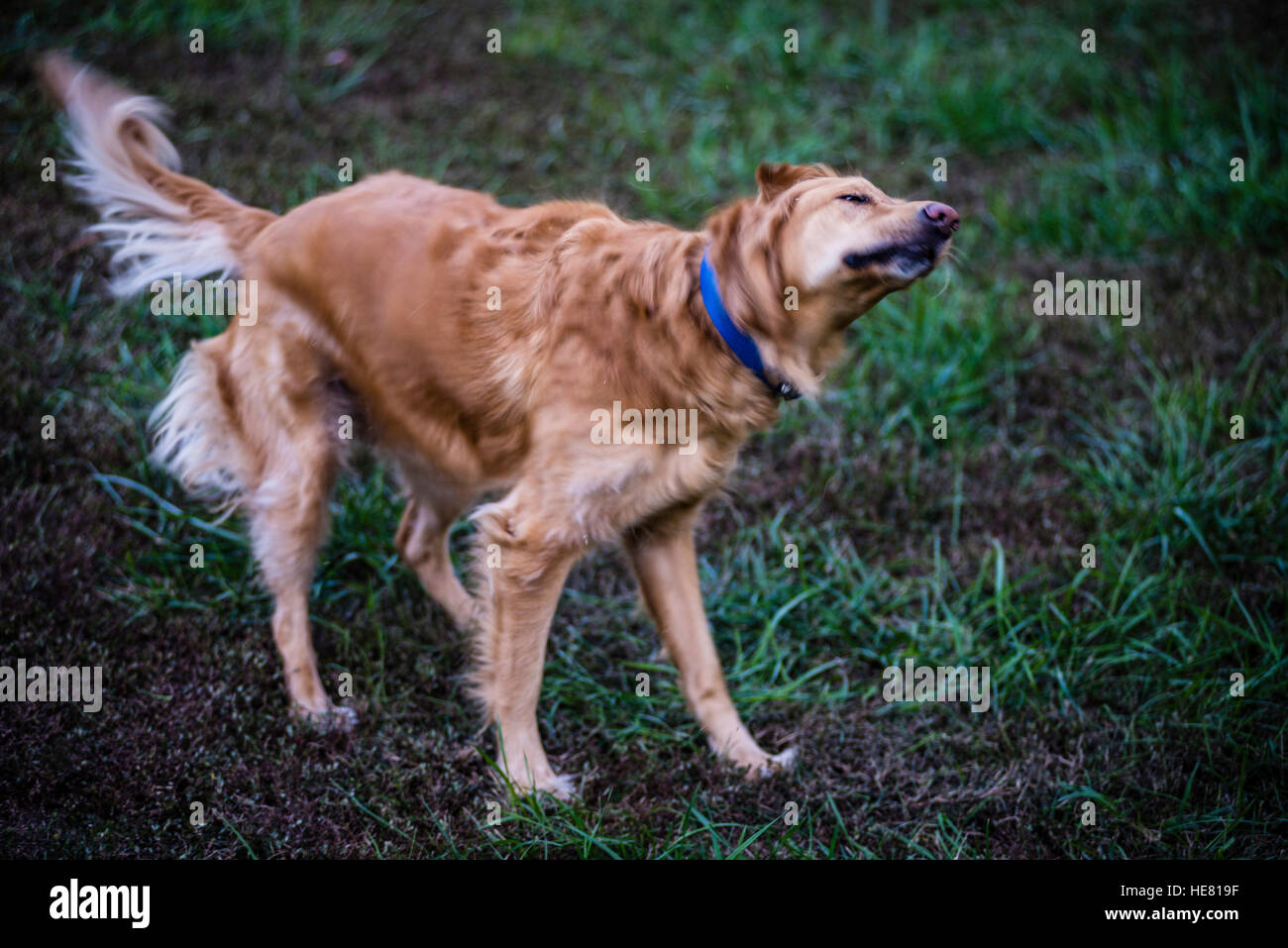 Hunde Stockfoto